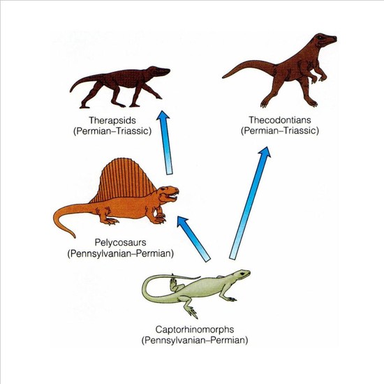 The first reptiles | Zoom Dinosaurs
