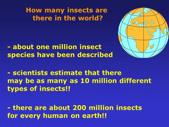 Welcome to the World of Insects. - ppt video online download