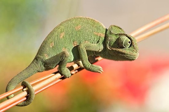 What Fruits & Vegetables Can Chameleons Eat? | Cuteness.com