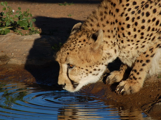 Beautiful Animals Safaris: The Fastest Cheetah in the ...