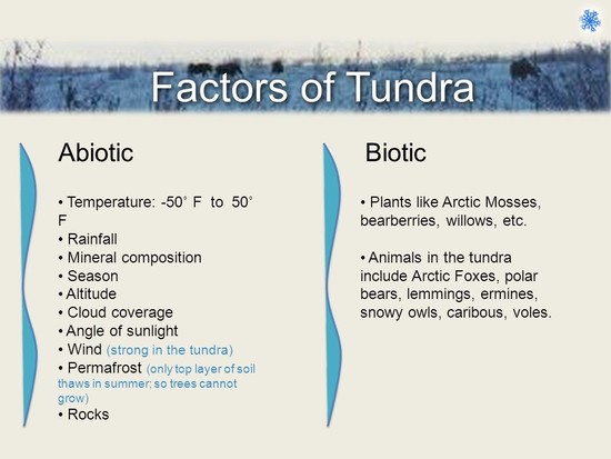 The Tundra. - ppt video online download
