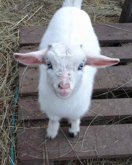 The Essential Baby Goat Care Info You Need to Know ...