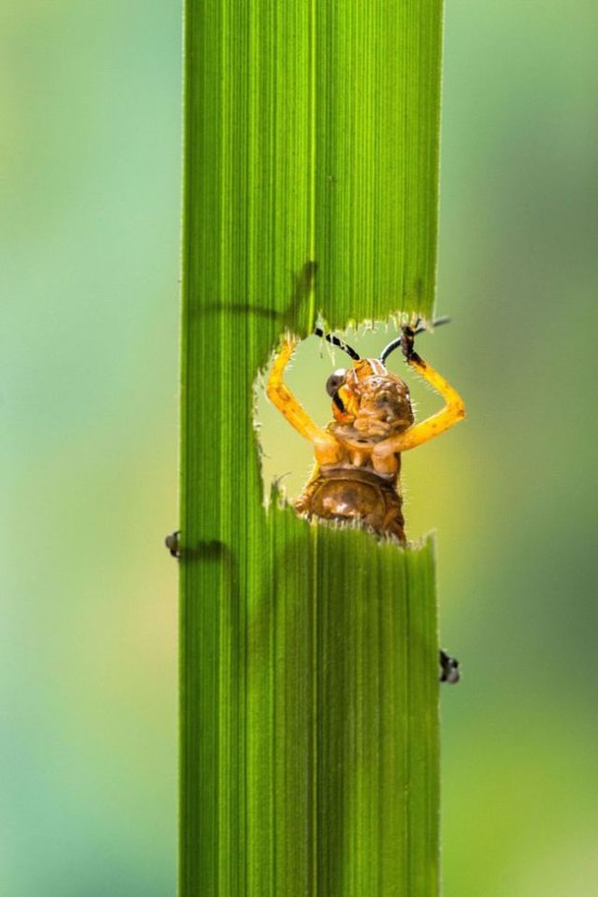 Close-Up Photos of a Grasshopper Eating a Plant (5 pics ...