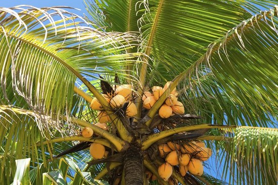 The Parts & the Uses of Coconut Trees | Hunker
