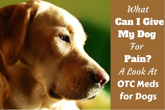 What Can You Give A Dog For Pain | Dog