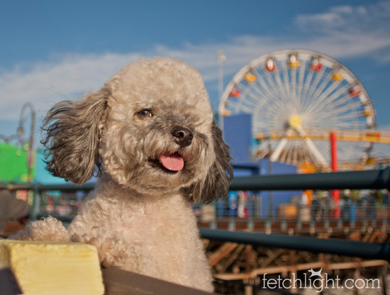 Bella and Lucky, LA Dogs at Home and at Santa Monica Pier ...