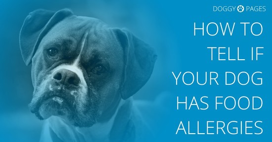 How To Tell if Your Dog Has Food Allergies