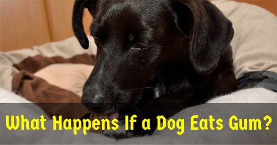 What Should You Do If Your Dog Eats Dark Chocolate – Thin Blog