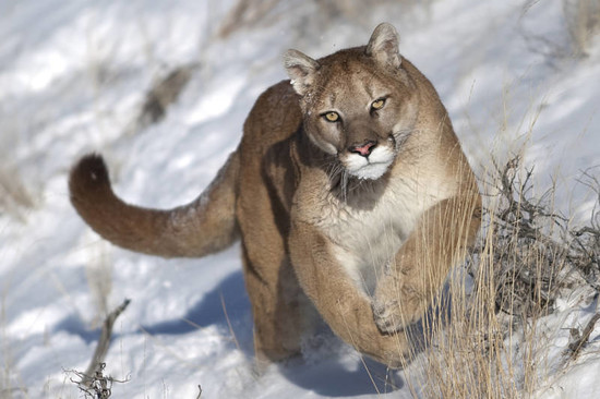 Cougar Facts - Animal Facts Encyclopedia
