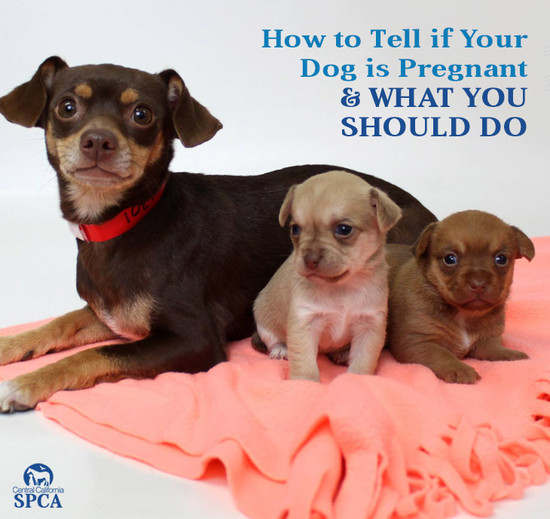 How to Tell if Your Dog is Pregnant and What You Should Do