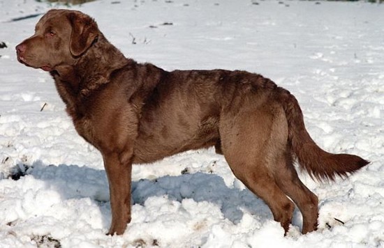 Chesapeake Bay Retriever Dogs and Puppies | Dog Breeds Journal