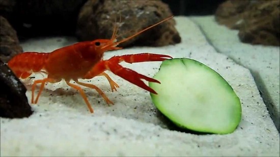What do Crayfish Eat in Their Natural Habit - Hope Elephants
