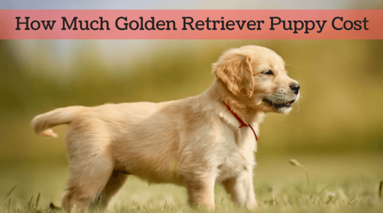 How much golden retriever puppy cost in 2017