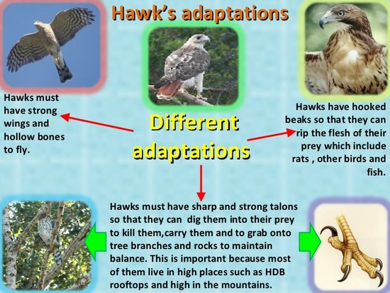 Hawks Adaptations