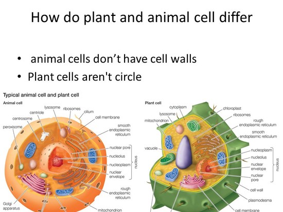 Animal and plant cells. - ppt download
