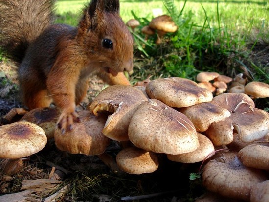 A lot of mushrooms! Hoooray!! | squirrels | Pinterest