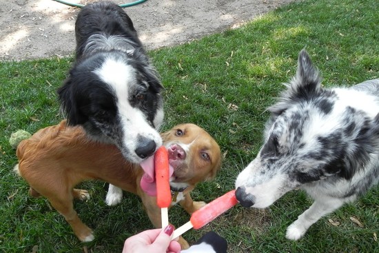 It's A Dog's Life: Popsicles are for sharing (photo)