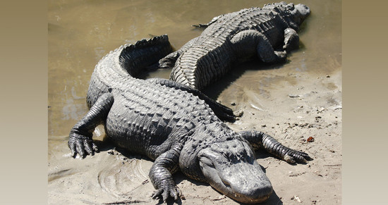American Alligators are as Old as They Look