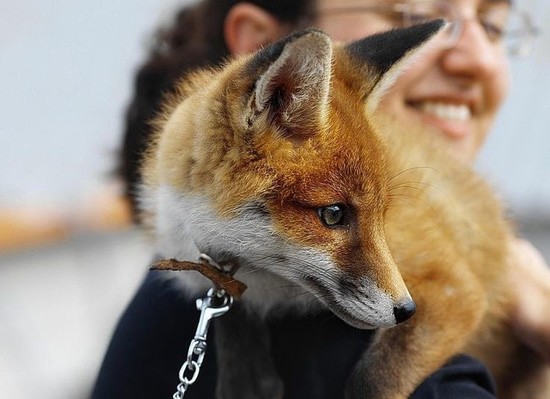 1000+ ideas about Pet Fox on Pinterest | Foxes, Cute fox ...