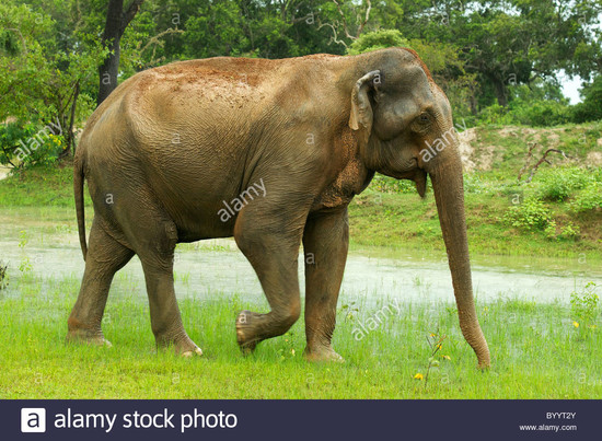 An Asian elephant walking in the forest Yala National Park ...