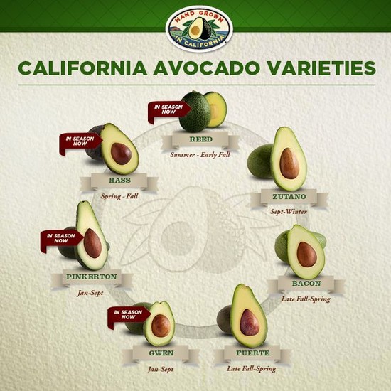 California Avocado varieties by season #infographic ...