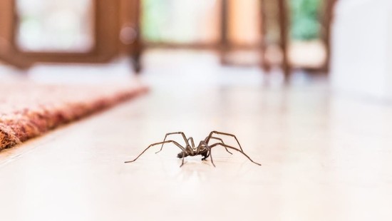What Attracts Spiders Inside Your Home | Fantastic Pest ...