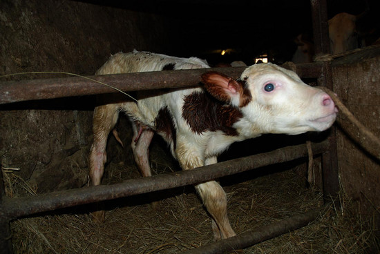 Does the USDA Want You to Eat More Veal?