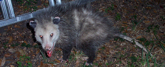 Rabid Possum