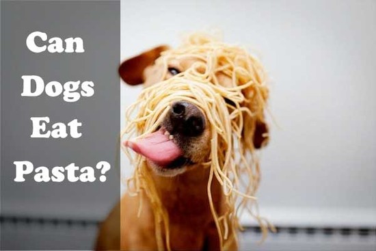 Can Dogs Eat Pasta? Spaghetti, Noodles? Is it good or bad ...