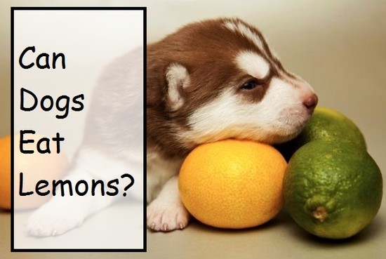Can Dogs Eat Fruit? Like Oranges, Watermelon, Cherries ...