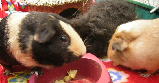 Cavy Savvy: A Guinea Pig Blog: Can Guinea Pigs Eat Pepino ...