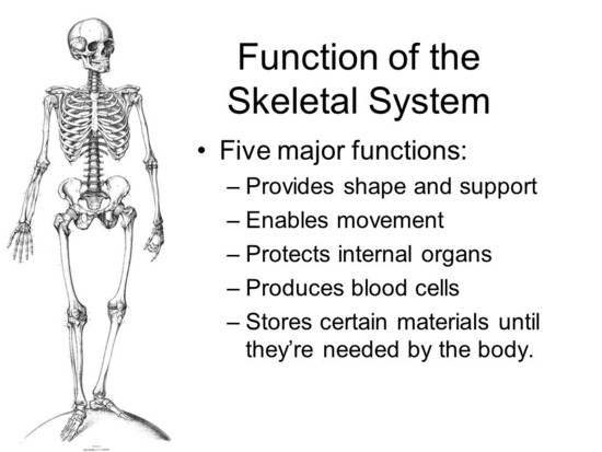 What is the function of skeletal system | www.uocodac.com