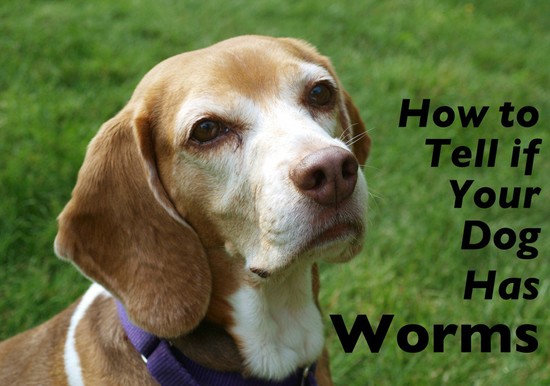 How to Tell if Your Dog Has Worms | PetHelpful