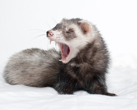 Every Day Is Special: April 2 – National Ferret Day