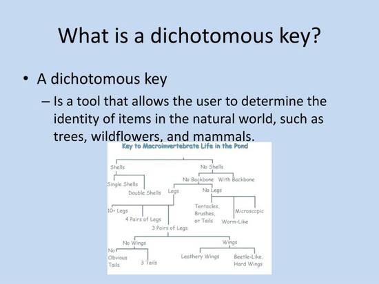 PPT - Classification Using a Dichotomous Key PowerPoint ...