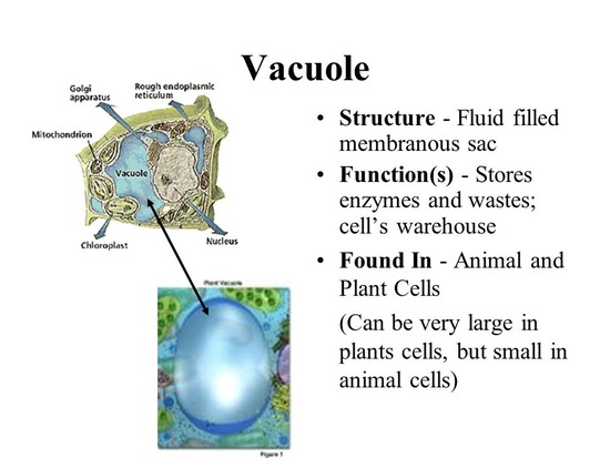 Their Structures and Functions - ppt video online download