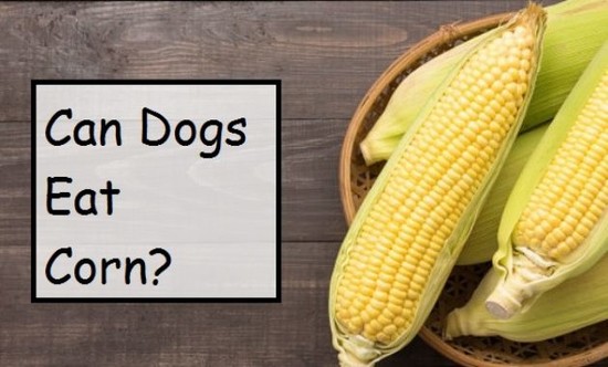 Can Dogs Eat Vegetables? Like Celery, Asparagus, Lettuce ...