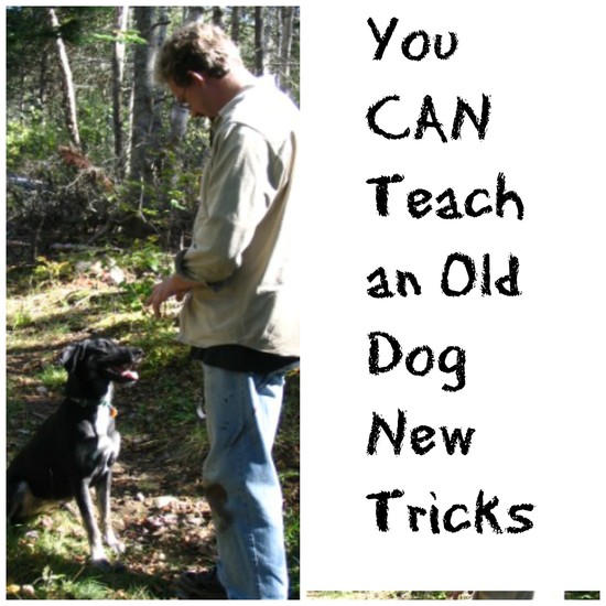 You Can Teach an Old Dog New Tricks - Valley Family Fun