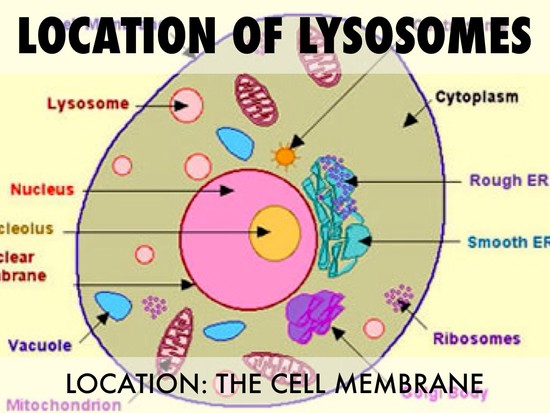 Lysosomes by Edwin Galicia