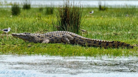 Are crocodiles bigger than alligators? | Reference.com