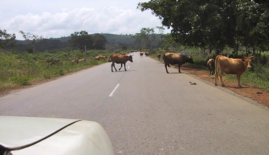 Stray cattle causing road accidents - Bulawayo24 News