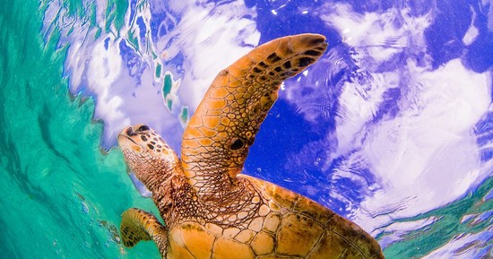 What Animals Live in the Pacific Ocean? - WorldAtlas.com
