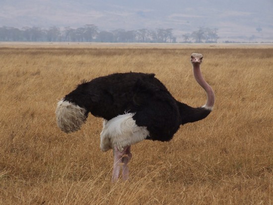 Ostrich | Animal Wildlife