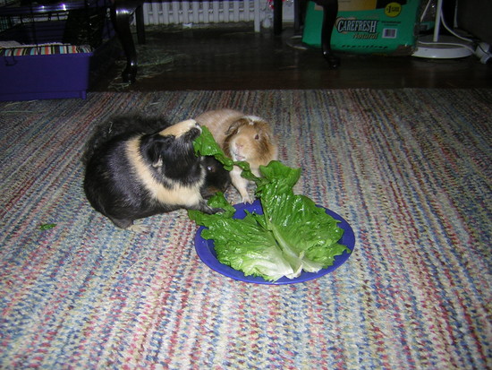 Cavy Savvy: A Guinea Pig Blog: Can Guinea Pigs Eat Romaine ...