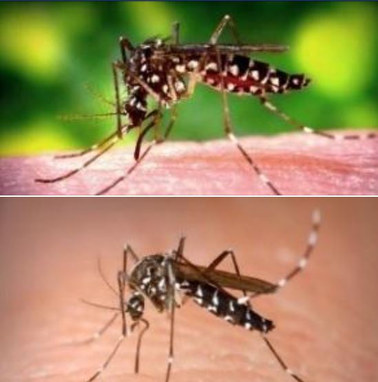 Pictures of the Two Types of Mosquitoes That Can Transmit ...