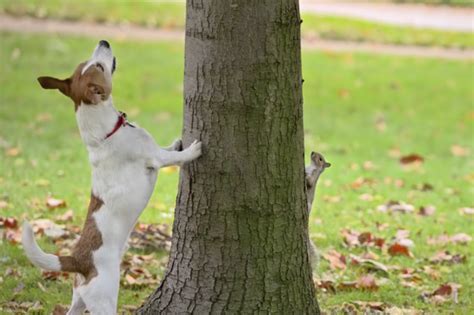 Why do Dogs Like to Chase Squirrels? – Bullyfambamblog