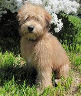 Soft-Coated ​Wheaten Terrier​