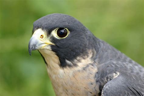 State Raptor of Idaho | peregrine falcon