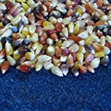 Amazon.com : Seeds and Things 100 Strawberry Popcorn Seeds ...