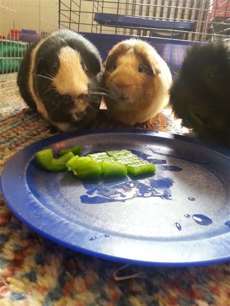 Cavy Savvy: A Guinea Pig Blog: Can Guinea Pigs Eat Green ...